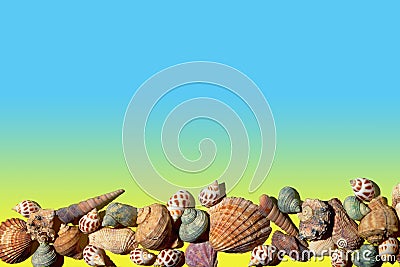 Shells of various types of marine molluscs on a blue to yellow gradient background Stock Photo